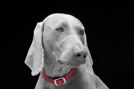 一只可爱的Weimaraner狗在黑色背景上被隔离的肖像。