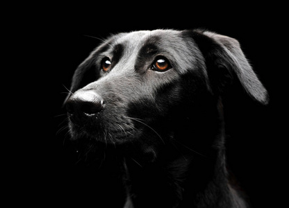 混合品种的黑狗肖像在黑暗光影里