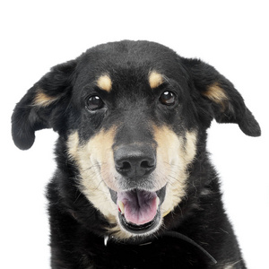 一只可爱的混种狗的肖像，摄影棚拍摄，白色隔离。