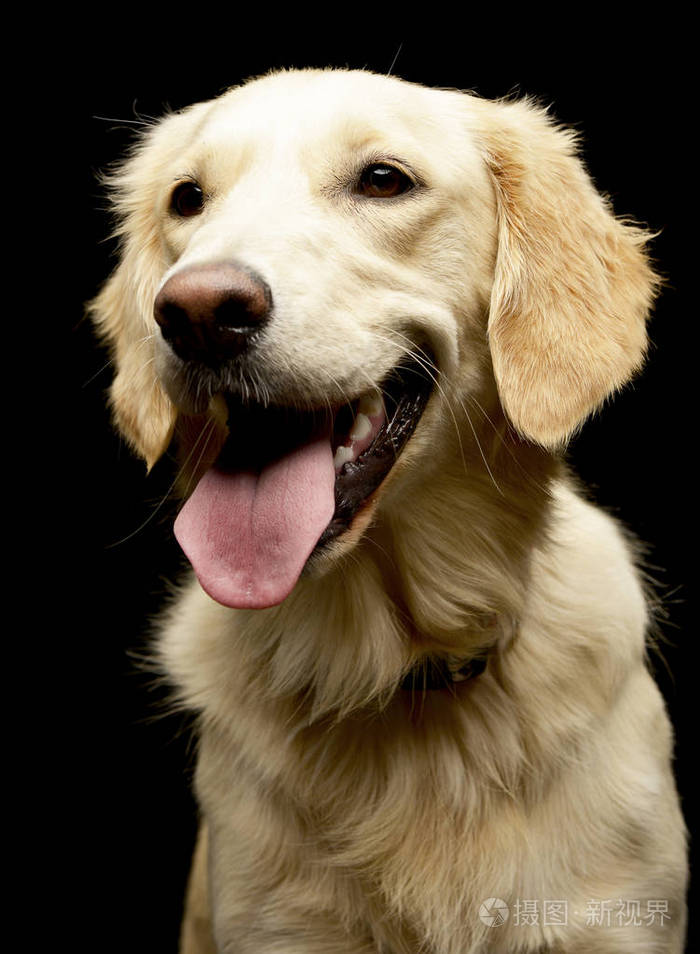 一个可爱的金毛猎犬摄影棚的肖像孤立的黑色