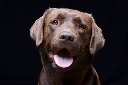 一幅可爱的拉布拉多猎犬摄影棚的肖像，孤立于黑色。