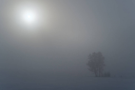 阳光明媚的一天，白雪覆盖的树木在雾中呈现出美丽的冬季景观