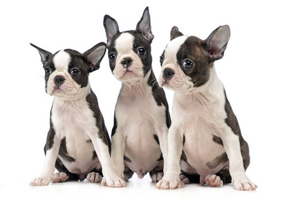 三只小狗波士顿猎犬在白色照相馆
