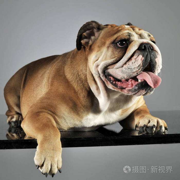 斗牛犬在灰色的工作室里放松和享受乐趣