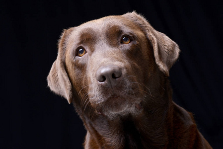 一个可爱的拉布拉多猎犬工作室的肖像孤立在黑色上。