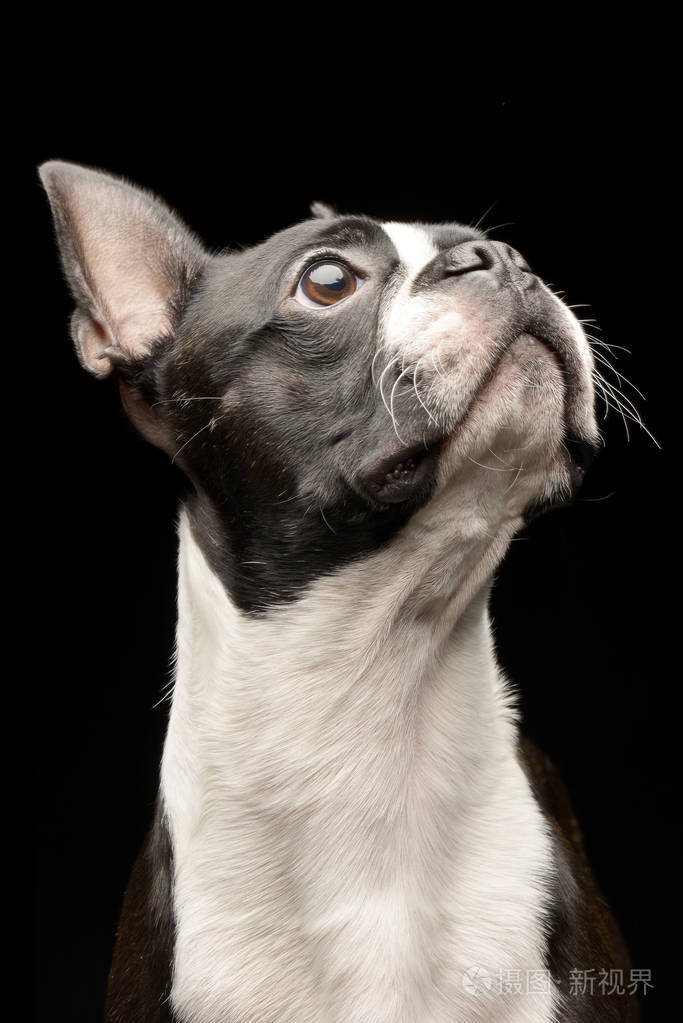 一个可爱的波士顿猎犬的肖像孤立在黑色背景上