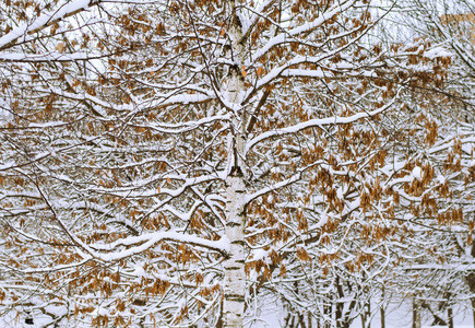 艺术摄影。 冬天有节奏的树枝。 自然装饰