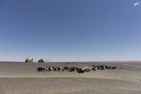 摩洛哥沙漠撒哈拉地区贝都因人的山羊群