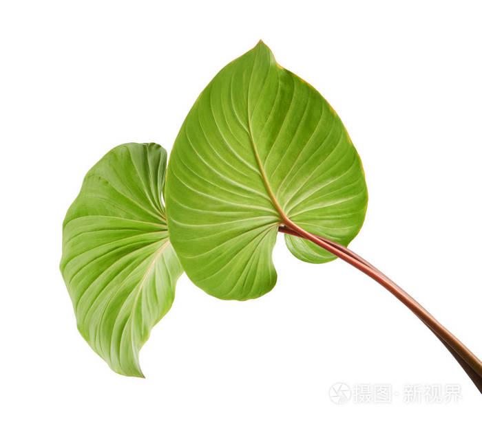 叶绿叶叶红叶柄白色背景夹枝