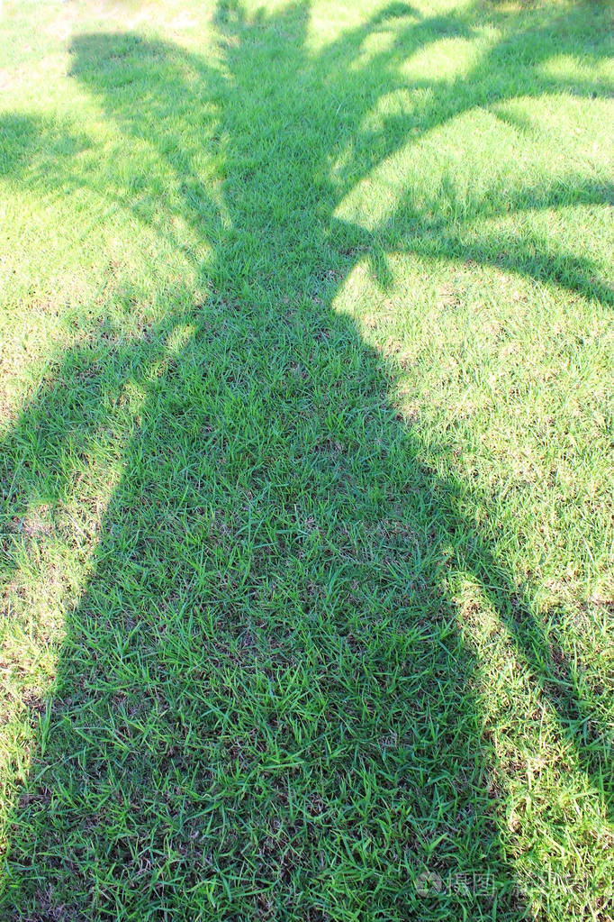 绿草上棕榈树的影子