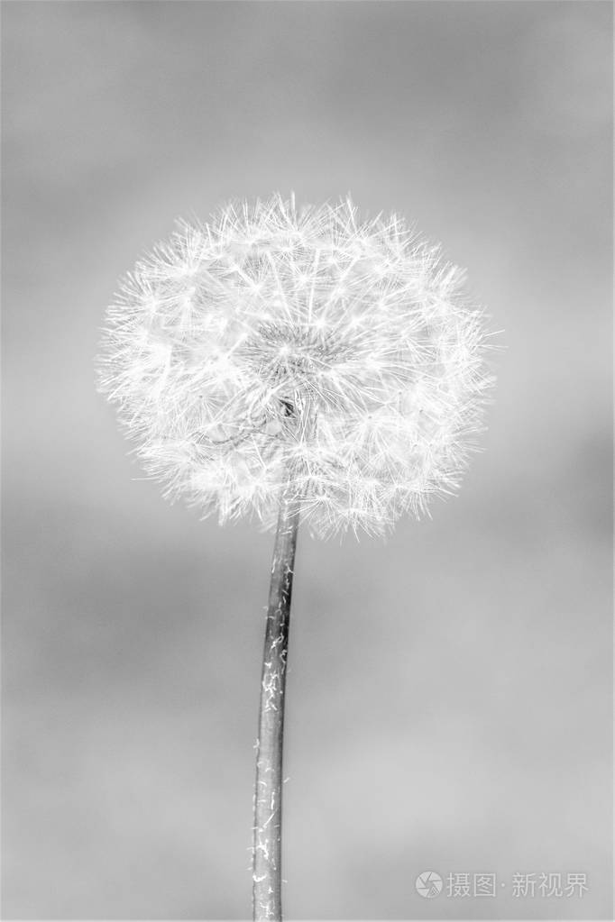 蒲公英黑白背景