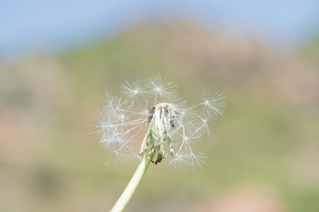 蒲公英种子户外