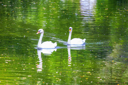 一对天鹅在绿湖上游泳照片