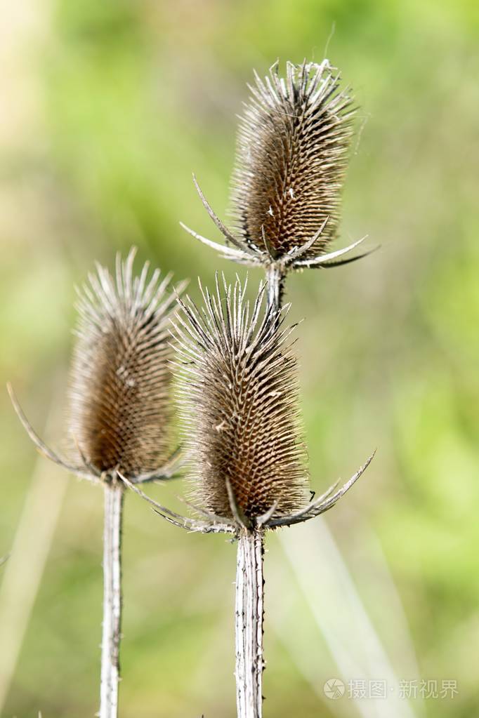 自然界中干燥的刺草