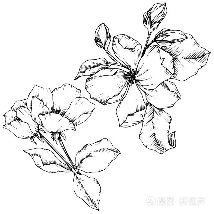 苹果的向量花花植物花黑白雕刻水墨艺术被隔绝的花例证元素