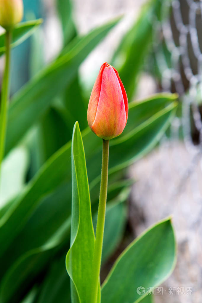 红色郁金香春天的花蕾