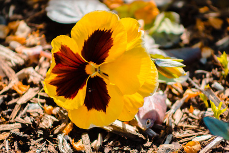 梅耶尔生机勃勃的黄堇盛开在弗雷德里克梅耶尔花园照片