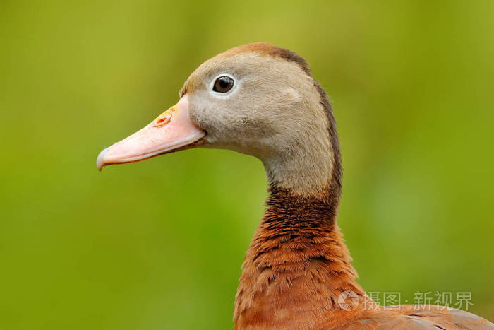 黑铃声吹口哨的鸭子树状细胞在水中的棕色鸟类在自然界的栖息地哥斯达