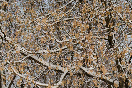 艺术摄影。节奏树在冬天分枝。天然装饰品。美丽的冬天