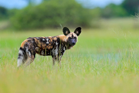 非洲野狗在绿草中散步，奥卡坎戈德塔博茨瓦纳非洲。 有大耳朵的危险斑点动物。 狩猎画狗在非洲狩猎。 来自自然的野生动物场景。
