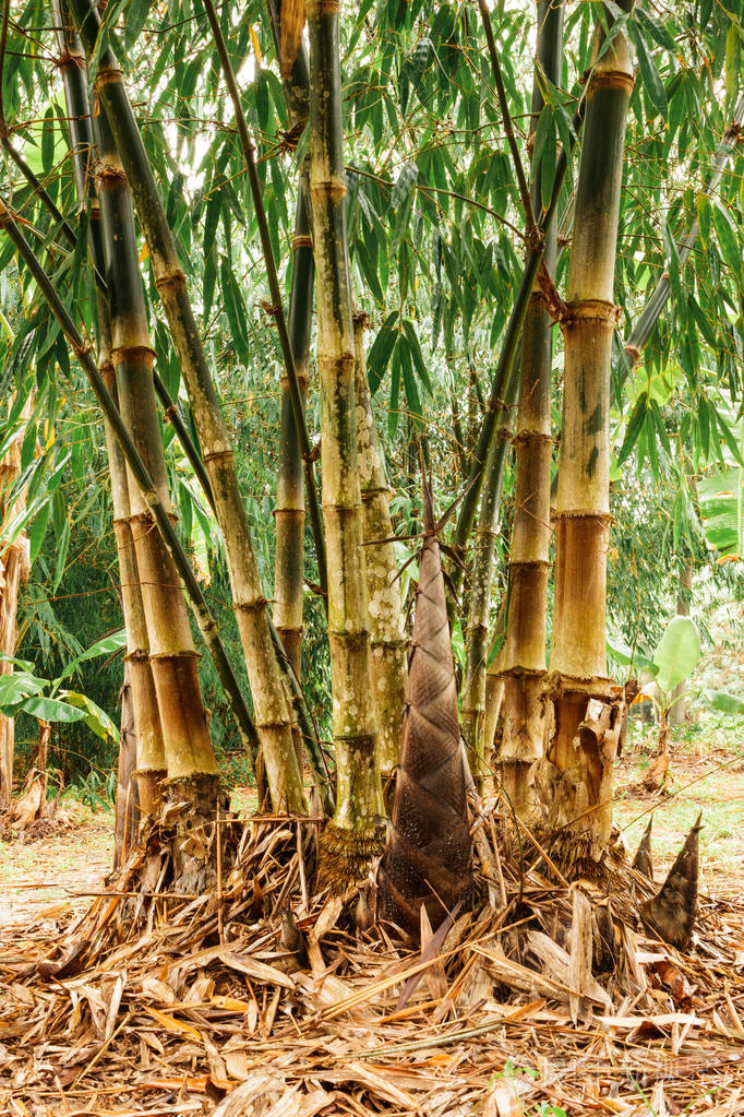花园里的大竹子