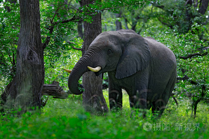 自然界中巨大的哺乳动物栖息在绿色植被中,背景是博茨瓦纳非洲.
