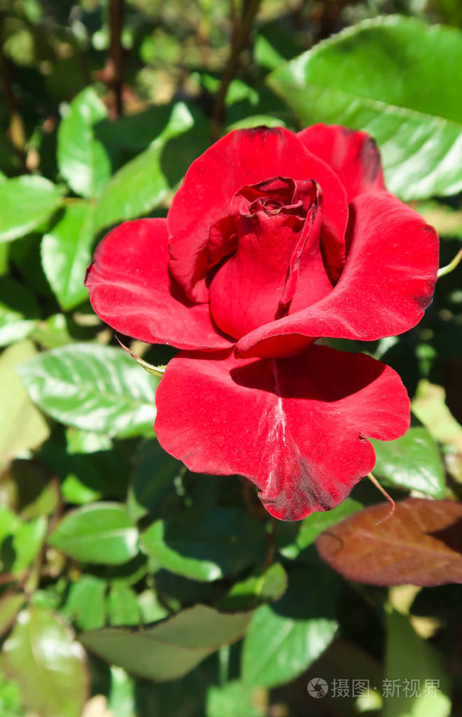 春天生长的红玫瑰花