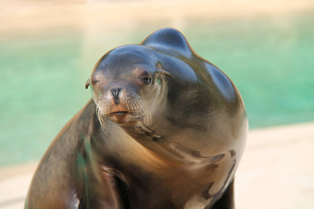 一种大型成熟海豹动物的严肃面孔。