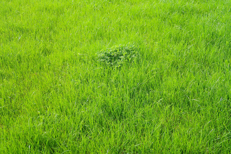 绿草植物的背景