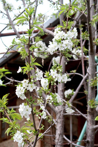 开花苹果树春季景观