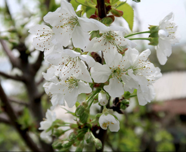 开花苹果树春季景观