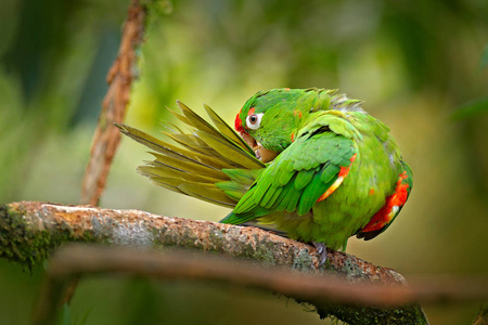 深红色正面鹦鹉AratingaFinschi的浅绿色鹦鹉与红头哥斯达黎加的肖像。 热带自然的野生动物场景。 鸟在栖息地。