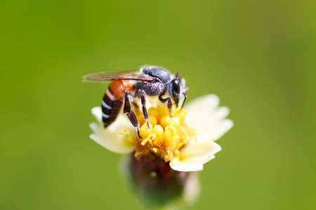 蜜蜂在草花上