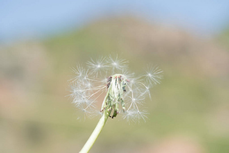 蒲公英种子户外