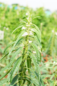 芝麻是热带和亚热带地区一年生的一种高大的草本植物，以其油质丰富的种子栽培