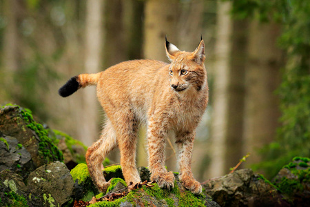 林克斯在森林里。 行走欧亚野生猫在绿色苔藓石绿树的背景。 野生猫在自然栖息地捷克欧洲。 来自自然的野生动物场景。 漂亮的皮毛动物