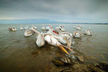 在水里猎鸟。 达尔马提亚在克金尼湖希腊。 与开放的比尔大白动物。 来自欧洲自然的野生动物场景。