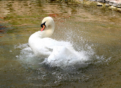 白天鹅在水中清洗