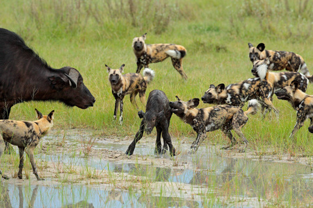 野生狗狩猎博茨瓦纳水牛牛和小牛与捕食者。 来自非洲莫雷米奥卡万戈三角洲的野生动物场景。 动物行为包骄傲的非洲野狗攻击小腿。