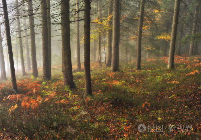 秋天的森林。 雾蒙蒙的早晨在仙女森林里。 喀森林