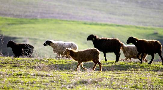 一群羊在绿色的草地上
