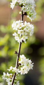 樱花树春天