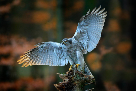苍鹰降落的猎物鸟，张开翅膀，傍晚太阳背光自然森林栖息地，背景降落在树干法国。 野生动物场景来自秋天的自然。 鸟在栖息地飞翔。