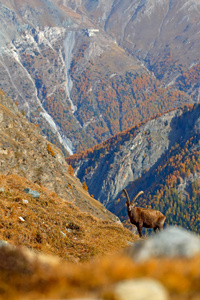 高山ibexCapraibex与秋橙落叶松在山丘背景国家公园格拉帕迪索意大利。 秋天景观野生动物与美丽的动物。 ARP生境中的山