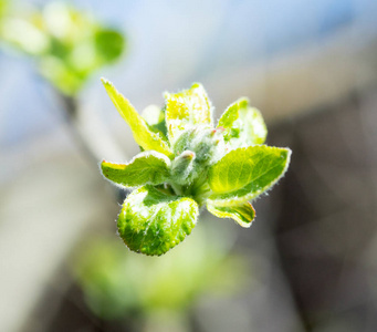 绿芽叶芽树春天