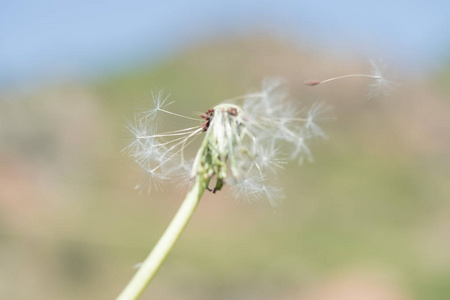 蒲公英种子户外