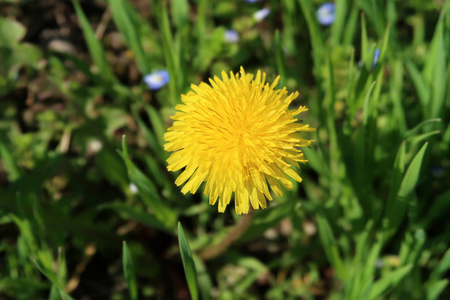 蒲公英黄花在绿草中