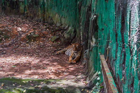 动物园里的马来亚虎
