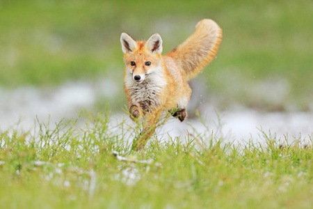 红狐跳跃，外阴，来自欧洲的野生动物场景。橙色皮毛动物在自然栖息地。狐狸在绿色的森林草地上。