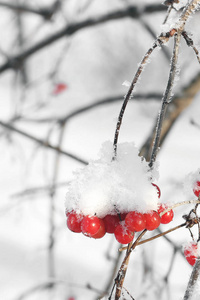 雪中的振动。美丽的冬天